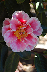 OO-LA-LA! Camellia (Camellia japonica 'OO-LA-LA!') at Stonegate Gardens