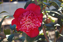 Tar Baby Camellia (Camellia japonica 'Tar Baby') at Stonegate Gardens
