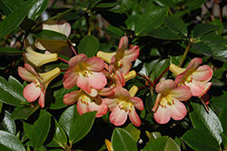 Dawn Chorus Azalea (Rhododendron 'Dawn Chorus') at Stonegate Gardens