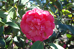 Grand Marshal Camellia (Camellia japonica 'Grand Marshal') at Stonegate Gardens