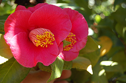 Japanese Camellia (Camellia japonica) at Stonegate Gardens