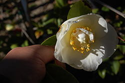White Empress Camellia (Camellia japonica 'White Empress') at Stonegate Gardens