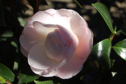 Ai-No-Izumi Camellia (Camellia rusticana 'Ai-No-Izumi') at Stonegate Gardens