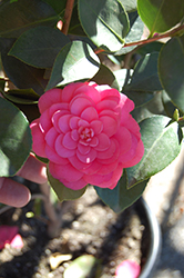 Mrs. Tingley Camellia (Camellia japonica 'Mrs. Tingley') at Stonegate Gardens