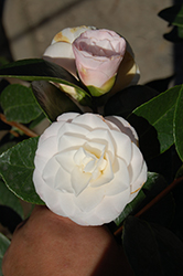 Sawada's Dream Camellia (Camellia japonica 'Sawada's Dream') at Lakeshore Garden Centres
