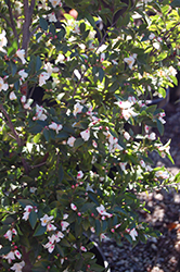 Mt. Noko Camellia (Camellia transnokoensis) at Stonegate Gardens