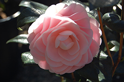 Pink Perfection Camellia (Camellia japonica 'Pink Perfection') at Stonegate Gardens