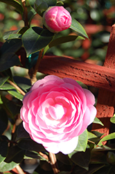 E.G. Waterhouse Camellia (Camellia x williamsii 'E.G. Waterhouse') at Stonegate Gardens