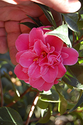 Tama-Ariake Camellia (Camellia x williamsii 'Tama-Ariake') at Stonegate Gardens