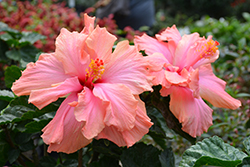 Double Johnsonii Hibiscus (Hibiscus rosa-sinensis 'Double Johnsonii') at Stonegate Gardens