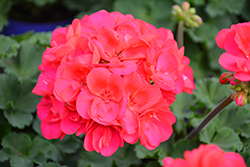 Savannah Punch Geranium (Pelargonium 'Savannah Punch') at Lakeshore Garden Centres
