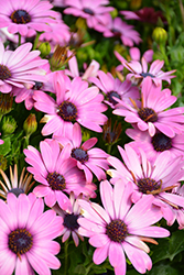 Summertime Sweet Purple African Daisy (Osteospermum 'Summertime Sweet Purple') at Stonegate Gardens