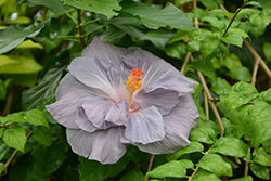 Blue Bayou Hibiscus (Hibiscus rosa-sinensis 'Blue Bayou') at Stonegate Gardens