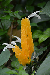 Yellow Queen Shrimp Plant (Justicia brandegeeana 'Yellow Queen') at Stonegate Gardens
