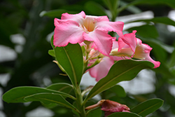 Desert Rose (Adenium obesum) at Stonegate Gardens