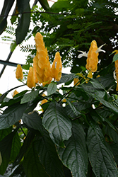 Yellow Queen Shrimp Plant (Justicia brandegeeana 'Yellow Queen') at Stonegate Gardens