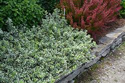 White Album Wintercreeper (Euonymus fortunei 'Alban') at Lakeshore Garden Centres