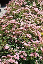Oso Easy Petit Pink (Rosa 'ZLEMarianneYoshida') at Stonegate Gardens