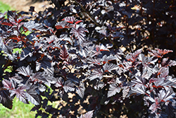 Summer Wine Black Ninebark (Physocarpus opulifolius 'SMNPMS') at Stonegate Gardens