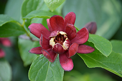 Simply Scentsational Sweetshrub (Calycanthus floridus 'SMNCAF') at Stonegate Gardens