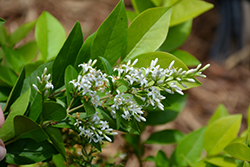 Golden Ticket Privet (Ligustrum x vicaryi 'NCLX1') at Lakeshore Garden Centres