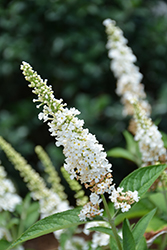 Butterfly Towers White Butterfly Bush (Buddleia davidii 'TMBU08/3') at Lakeshore Garden Centres