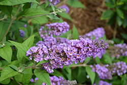 Lo & Behold Blue Chip Butterfly Bush (Buddleia 'Blue Chip') at Stonegate Gardens