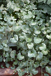 Silver Falls Dichondra (Dichondra argentea 'Silver Falls') at Lakeshore Garden Centres