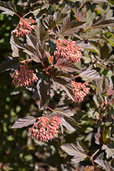 Summer Wine Ninebark (Physocarpus opulifolius 'Seward') at Stonegate Gardens