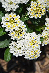 Luscious Royale Piña Colada Lantana (Lantana camara 'Luscious Royale Pina Colada') at Lakeshore Garden Centres