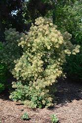 Young Lady Smokebush (Cotinus coggygria 'Young Lady') at Lakeshore Garden Centres