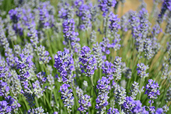 Munstead Lavender (Lavandula angustifolia 'Munstead') at Lakeshore Garden Centres