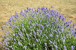 Munstead Lavender (Lavandula angustifolia 'Munstead') at Lakeshore Garden Centres