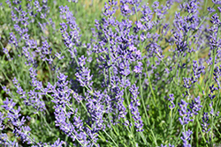 Dwarf Silver Lavender (Lavandula angustifolia 'Dwarf Silver') at Stonegate Gardens