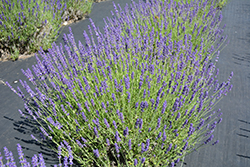 Royal Velvet Lavender (Lavandula angustifolia 'Royal Velvet') at Stonegate Gardens