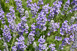 Blue Cushion Lavender (Lavandula angustifolia 'Blue Cushion') at Stonegate Gardens