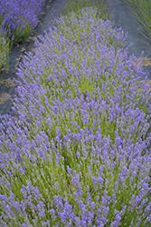 Sachet Lavender (Lavandula angustifolia 'Sachet') at Stonegate Gardens