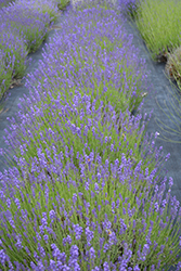 Purple Bouquet Lavender (Lavandula angustifolia 'Purple Bouquet') at Stonegate Gardens