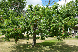 Bing Cherry (Prunus avium 'Bing') at Stonegate Gardens