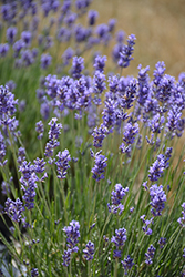 Hidcote Superior Lavender (Lavandula angustifolia 'Hidcote Superior') at Lakeshore Garden Centres