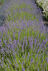 Royal Purple Lavender (Lavandula angustifolia 'Royal Purple') at Stonegate Gardens