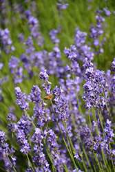 French Fields Lavender (Lavandula angustifolia 'French Fields') at Stonegate Gardens