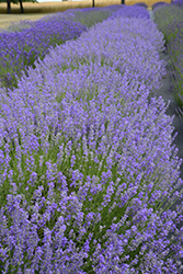 Dark Supreme Lavender (Lavandula angustifolia 'Dark Supreme') at Stonegate Gardens
