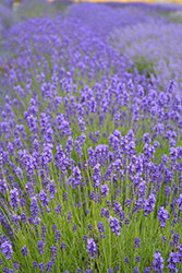 Imperial Gem Lavender (Lavandula angustifolia 'Imperial Gem') at Stonegate Gardens