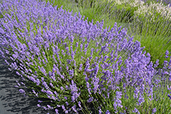 Folgate Lavender (Lavandula angustifolia 'Folgate') at Stonegate Gardens