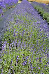 Fashionably Late Lavender (Lavandula angustifolia 'Fashionably Late') at Stonegate Gardens