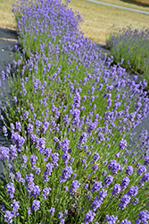 Hidcote Blue Lavender (Lavandula angustifolia 'Hidcote Blue') at Stonegate Gardens