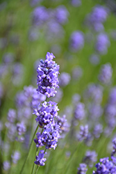 Hidcote Blue Lavender (Lavandula angustifolia 'Hidcote Blue') at Stonegate Gardens