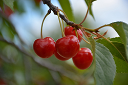 Montmorency Cherry (Prunus 'Montmorency') at Stonegate Gardens