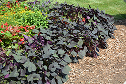 Black Heart Sweet Potato Vine (Ipomoea batatas 'Black Heart') at Stonegate Gardens